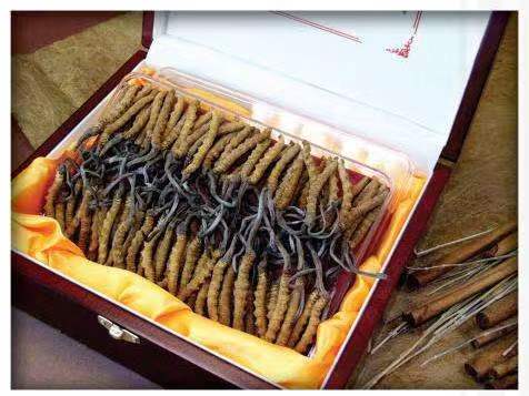 肃州冬虫夏草回收